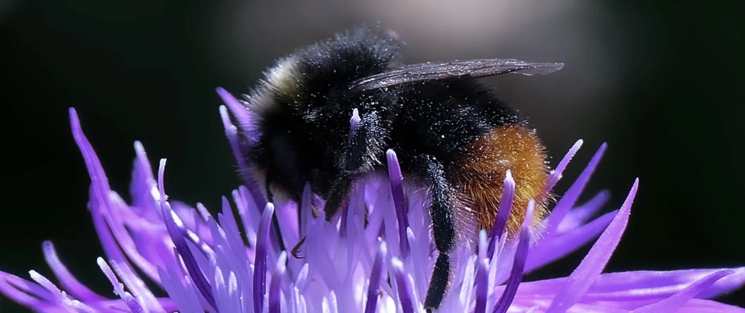 actief stichting Aardedraad