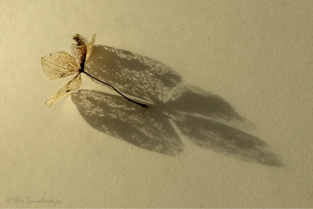 coaching stichting Aardedraad