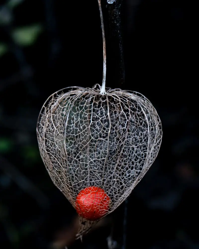 ronde van de driemanspolder