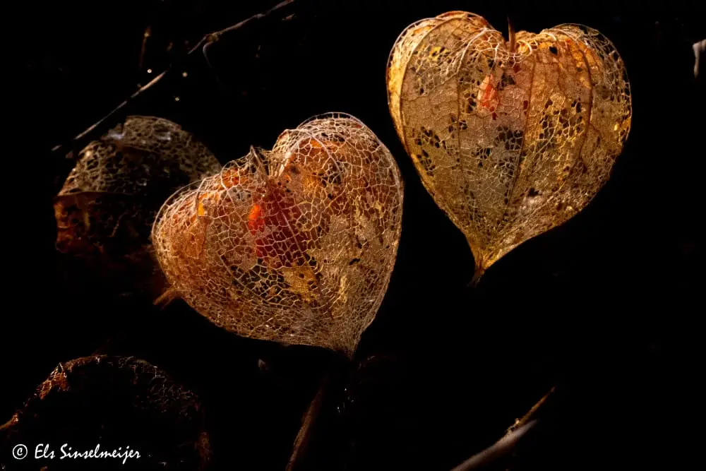 stichting aardedraad coaching